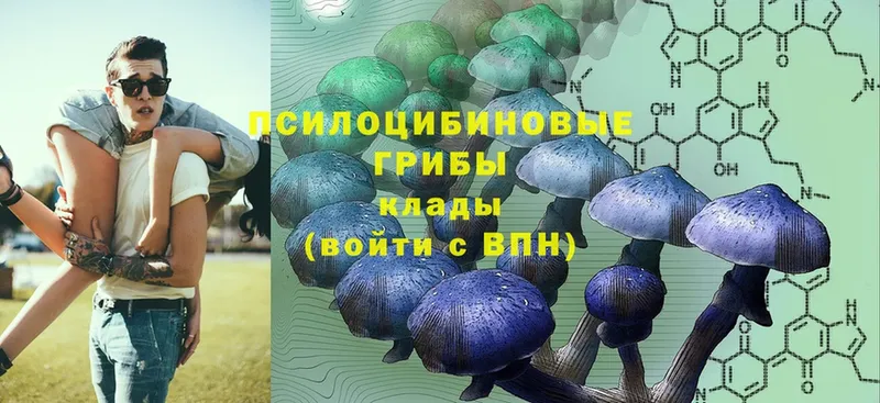 хочу   Бугуруслан  Галлюциногенные грибы Psilocybe 